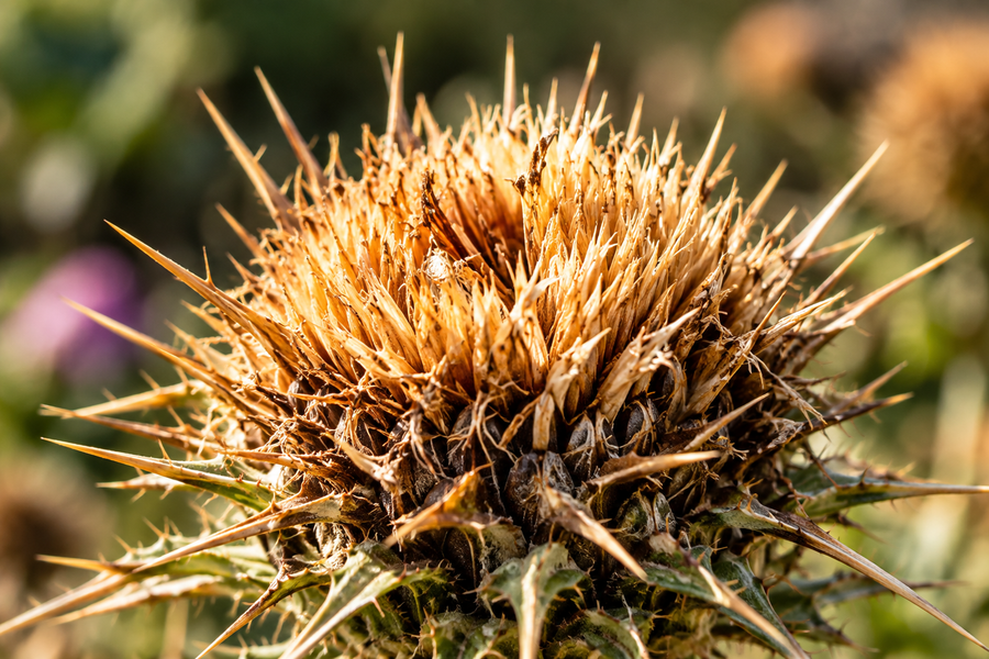 Milk thistle fruit and seeds