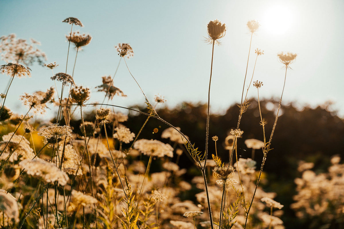 Environmental wellness