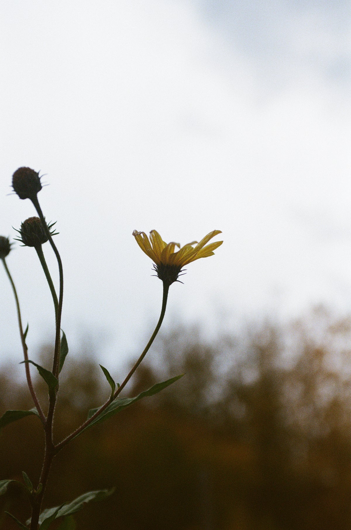 Mullein plant